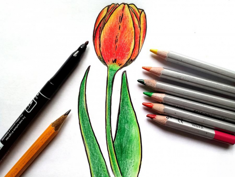 kak-narisovat-buton-tyulpana-8